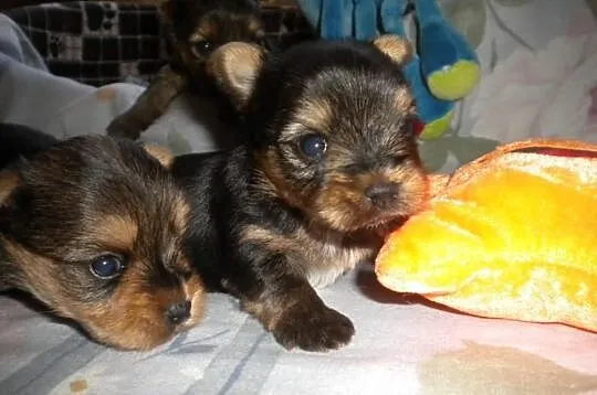 Yorki Yoreczki Mini po bardzo ładnych rodzicach
