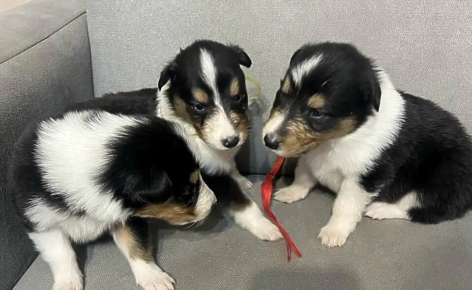 Szczeniaki Owczarek Szkocki Collie długowłosy, Warmińsko-mazurskie, Iława