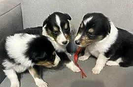 Szczeniaki Owczarek Szkocki Collie długowłosy
