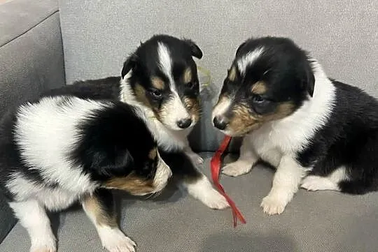Szczeniaki Owczarek Szkocki Collie długowłosy, Warmińsko-mazurskie, Iława