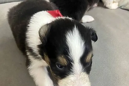 Szczeniaki Owczarek Szkocki Collie długowłosy, Warmińsko-mazurskie, Iława