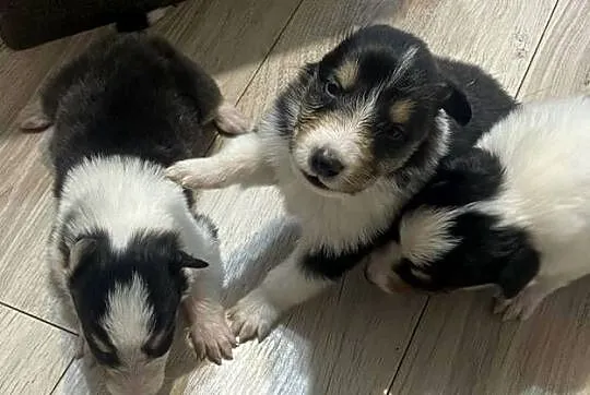 Szczeniaki Owczarek Szkocki Collie długowłosy, Warmińsko-mazurskie, Iława