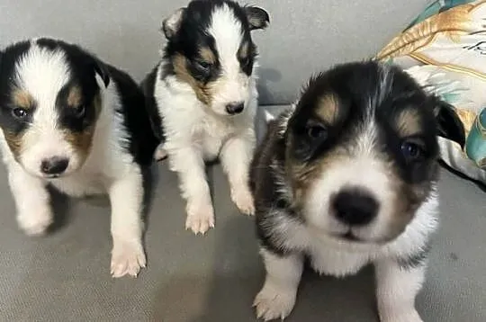 Szczeniaki Owczarek Szkocki Collie długowłosy, Warmińsko-mazurskie, Iława