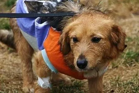 Kochana Szyszunia do adopcji,  świętokrzyskie Kiel