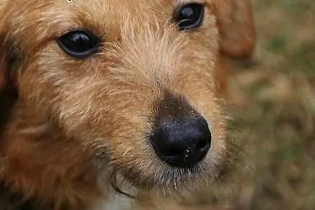 Kochana Szyszunia do adopcji,  świętokrzyskie Kiel