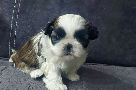 Cudna sunia Shih-Tzu