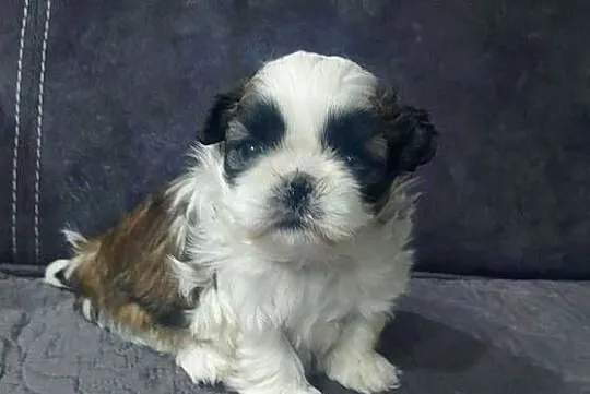 Cudna sunia Shih-Tzu, Mazowieckie, Radom