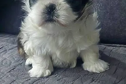 Cudna sunia Shih-Tzu, Mazowieckie, Radom