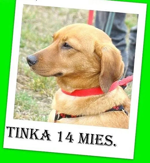 Jamnik,14 mies. łagodna,spokojna,grzeczna suczka T