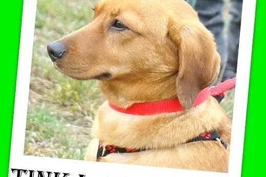 Jamnik,14 mies. łagodna,spokojna,grzeczna suczka T