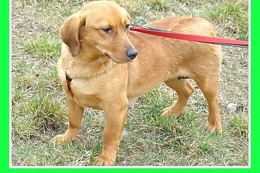 Jamnik,14 mies. łagodna,spokojna,grzeczna suczka T