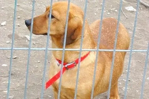 Jamnik,14 mies. łagodna,spokojna,grzeczna suczka T