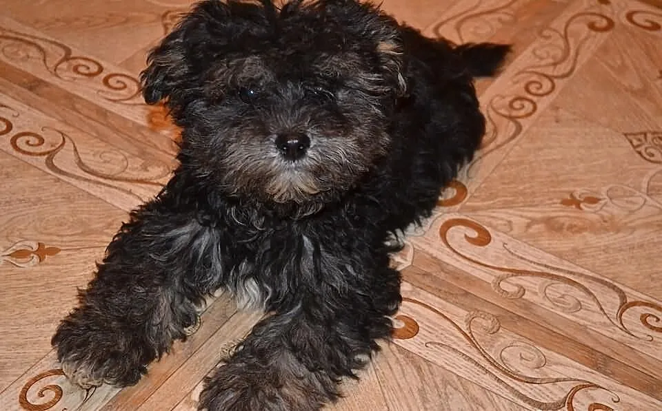 Maltipoo maltańczyk pudel miniatutowy rzadko spoty