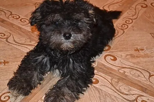 Maltipoo maltańczyk pudel miniatutowy rzadko spoty