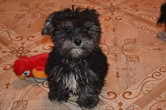 Maltipoo maltańczyk pudel miniatutowy rzadko spoty