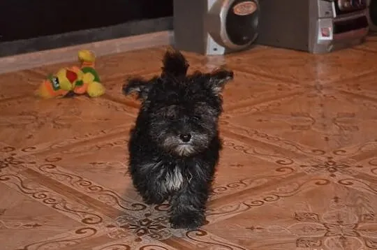 Maltipoo maltańczyk pudel miniatutowy rzadko spoty