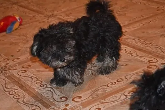 Maltipoo maltańczyk pudel miniatutowy rzadko spoty