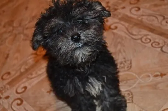 Maltipoo maltańczyk pudel miniatutowy rzadko spoty