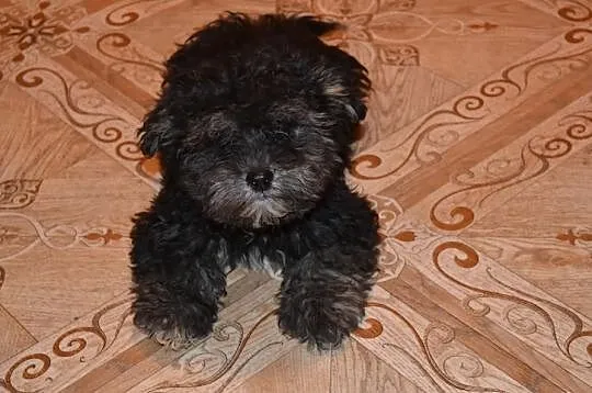 Maltipoo maltańczyk pudel miniatutowy rzadko spoty