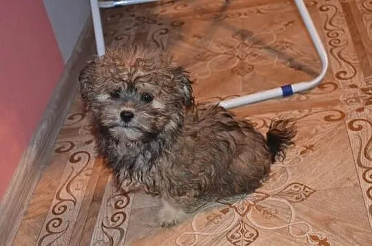 Maltipoo maltańczyk pudel miniatutowy rzadko spoty