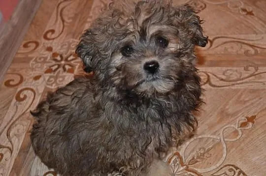 Maltipoo maltańczyk pudel miniatutowy rzadko spoty