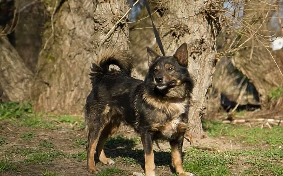 BAJTEK w typie szpica islandzkiego czeka na dom