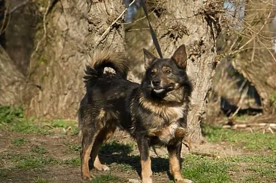 BAJTEK w typie szpica islandzkiego czeka na dom