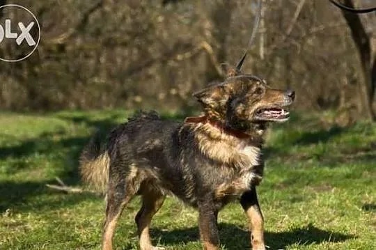 BAJTEK w typie szpica islandzkiego czeka na dom