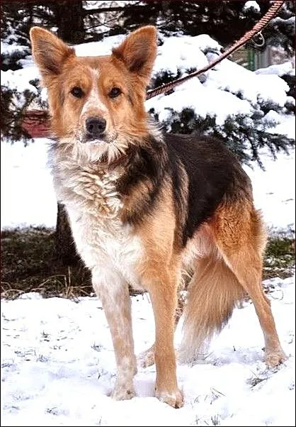 Scooby - nieprzeciętnej urody kawaler :)