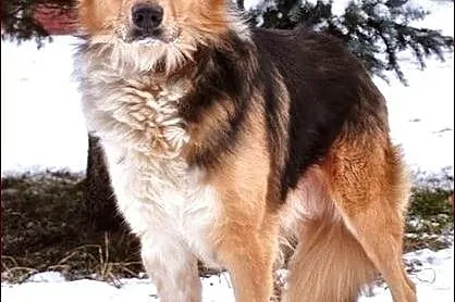 Scooby - nieprzeciętnej urody kawaler :)