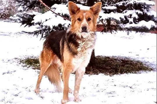 Scooby - nieprzeciętnej urody kawaler :)