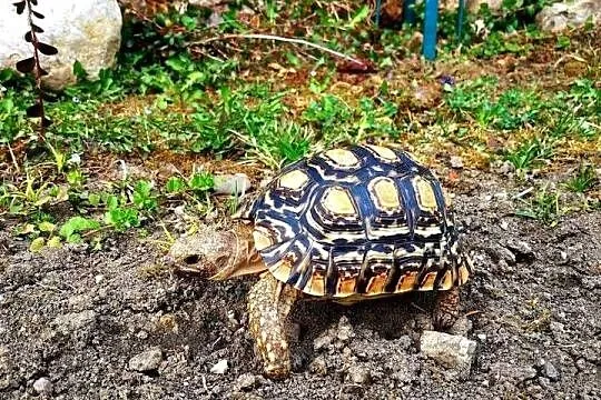 Żółw lamparci, Podkarpackie, Przemyśl