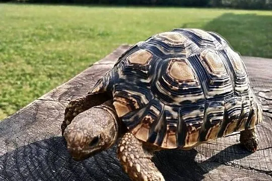 Żółw lamparci, Podkarpackie, Przemyśl