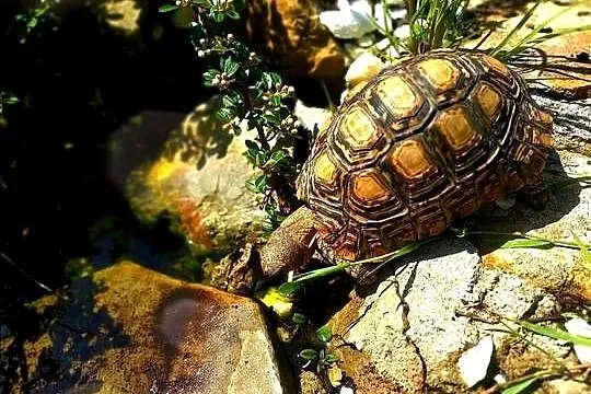 Żółw lamparci, Podkarpackie, Przemyśl