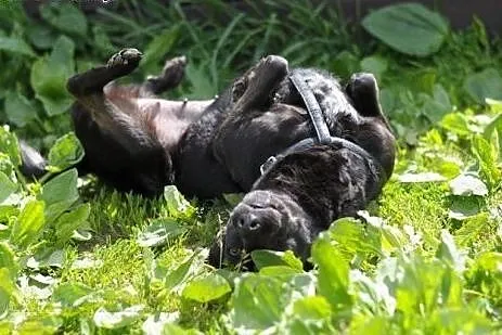 Przyjacielska Cykoria :),  warmińsko-mazurskie Ols