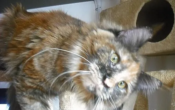 Koteczka maine coon