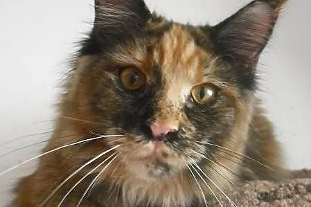 Koteczka maine coon