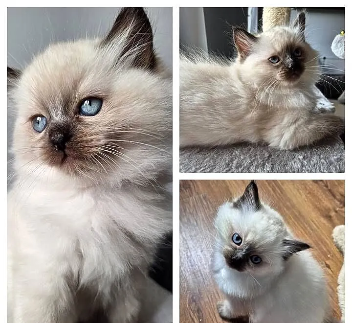Kotek Ragdoll Alvin, Śląskie, Lędziny