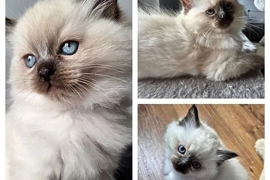 Kotek Ragdoll Alvin, Śląskie, Lędziny