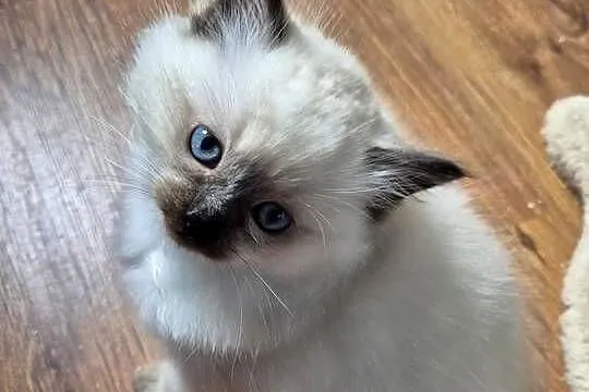 Kotek Ragdoll Alvin, Śląskie, Lędziny
