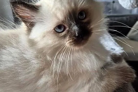 Kotek Ragdoll Alvin, Śląskie, Lędziny