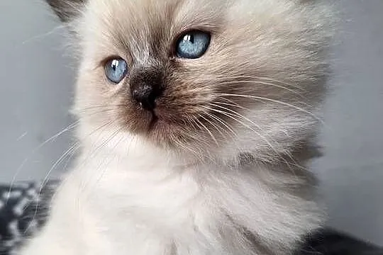 Kotek Ragdoll Alvin, Śląskie, Lędziny