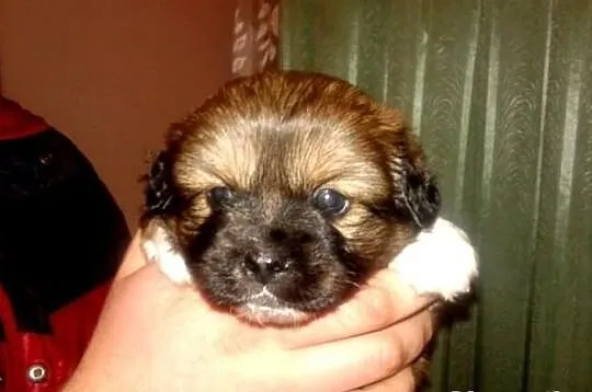 Piekna hybryda York/buldog fr.