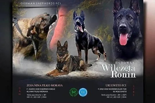 Szczeniaki Owczarka niemieckiego z linii użytkowej, Śląskie, Mierzęcice