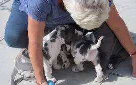 Dwa szczenięta dogów niemieckich na sprzedaż. Napisz do nas na WhatsApp:+27848239748