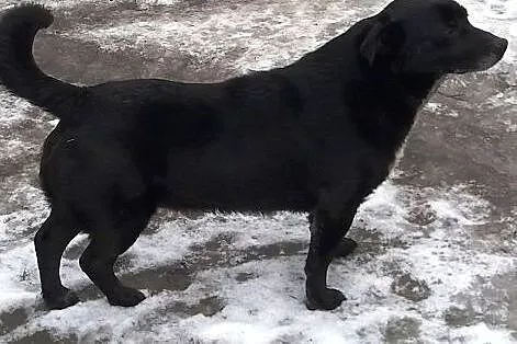 Micio-Krawatka  malutki i cichutki  szuka rodziny 