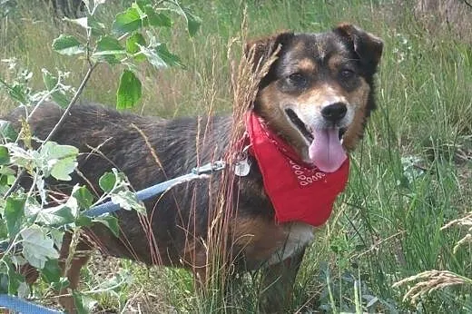 Nuka, mały pies z wielkim sercem do pokochania!,  Kundelki cała Polska