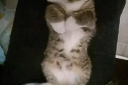CoCo i Channel - pilnie do adopcji