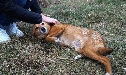 Malutka Rudzia z łańcucha – pilnie szuka