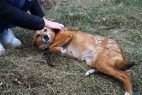 Malutka Rudzia z łańcucha – pilnie szukamy domu!, Kundelki cała Polska